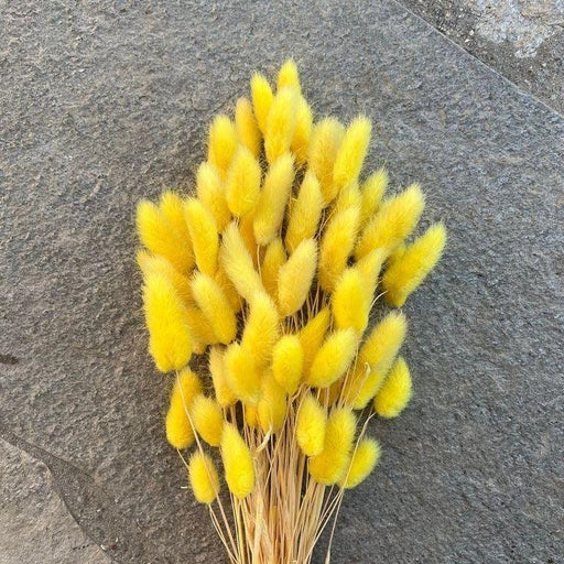 Buy Dried Flowers & Fragrance - Naturally Dried Flower Pampas Bunch | Bunny Tails Bouquet For Home Decor by Arte Casa on IKIRU online store