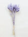 Buy Dried Flowers & Fragrance - Naturally Dried Flower Pampas Bunch | Bunny Tails Bouquet For Home Decor by Arte Casa on IKIRU online store
