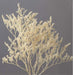 Buy Dried Flowers & Fragrance - Naturally Dried Limonium White Grass Reed Bunch For Vase Filler & Home Decor by Arte Casa on IKIRU online store
