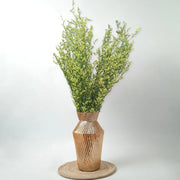 Limonium | Green