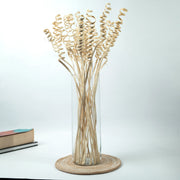 Cane Spring Sticks | Set of 5 sticks