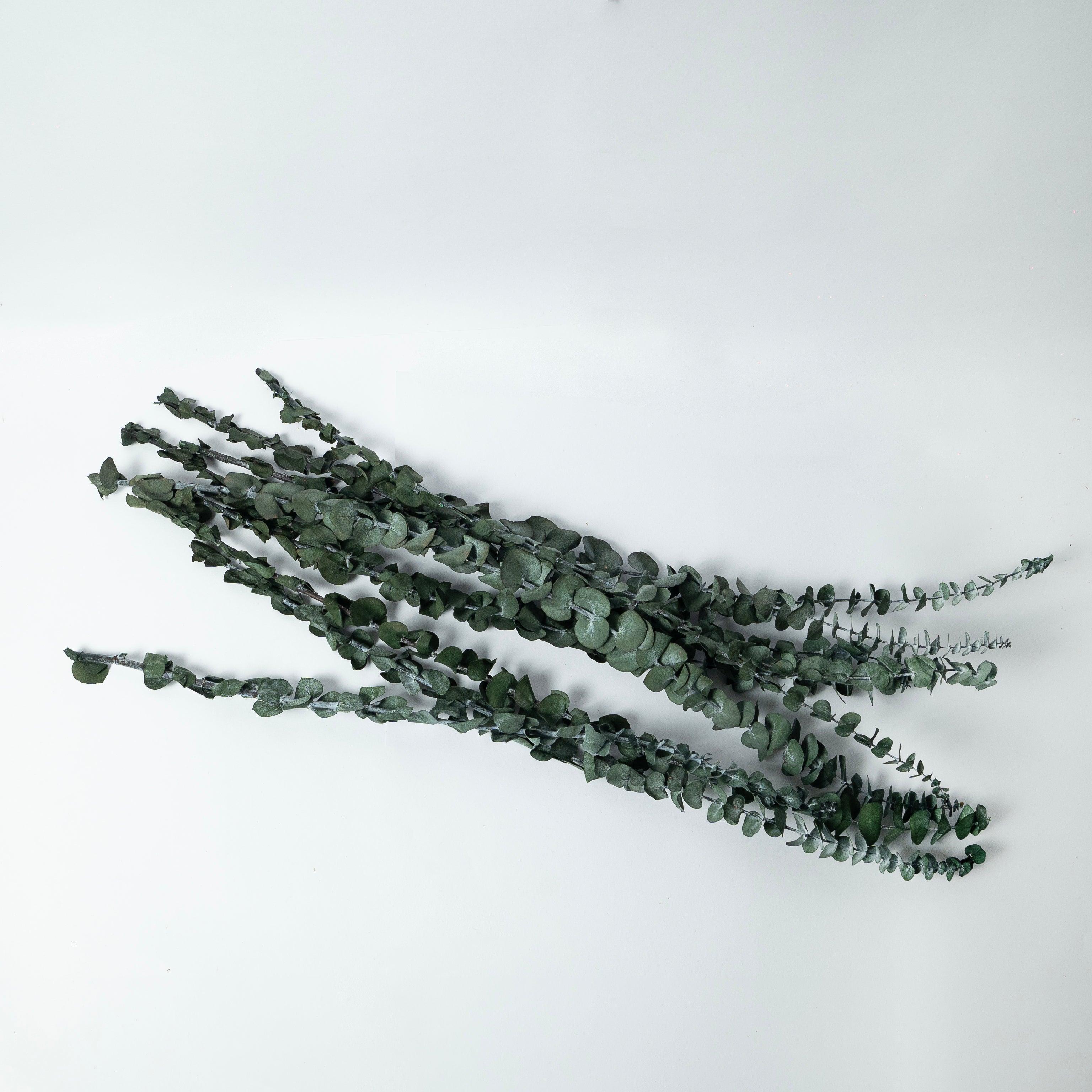 Dried Eucaplytptus | 10 Pcs Sticks