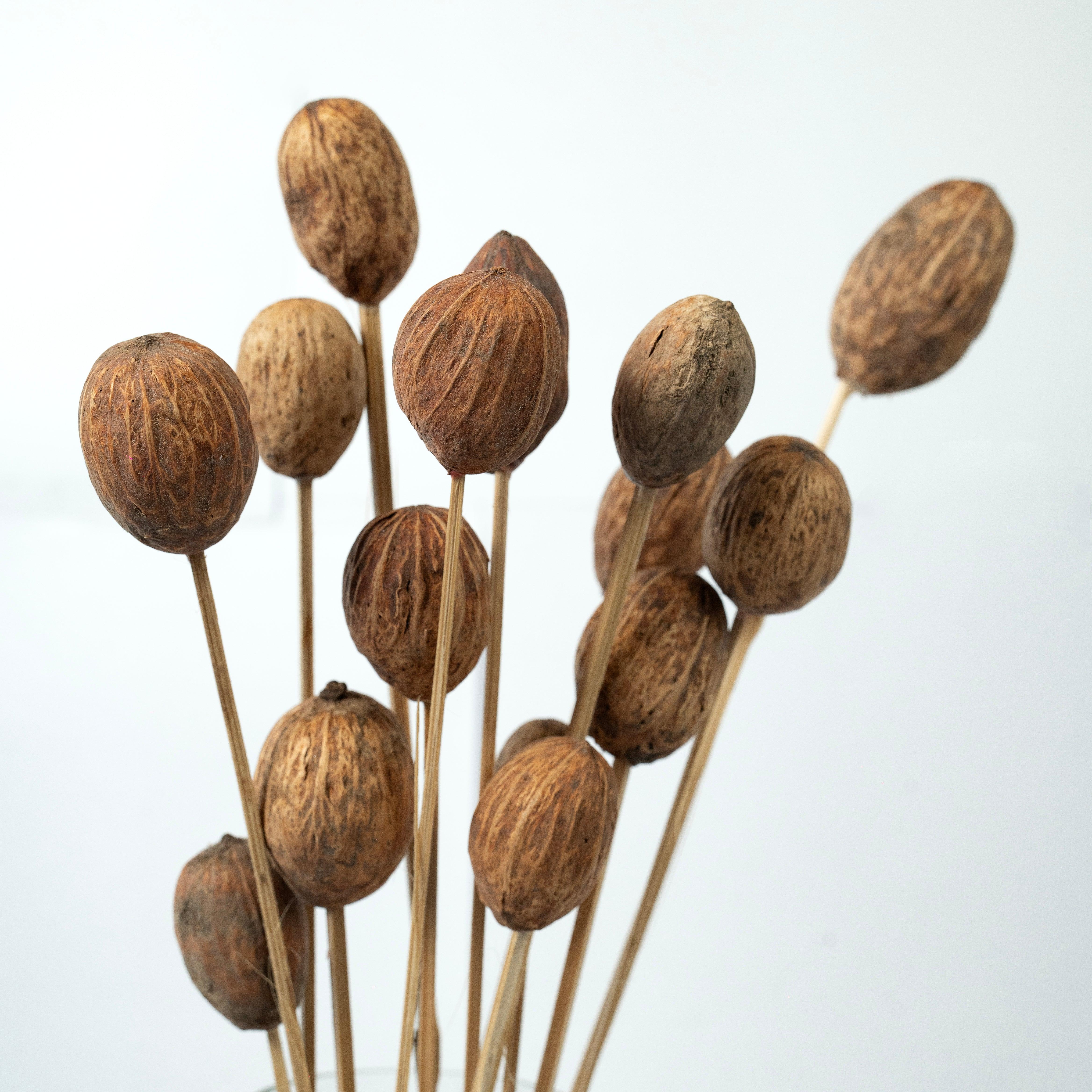 Brown Amra Dried Flower Bunch | Natural Dried Amra Pods for Home Decor | Set of 15 Sticks