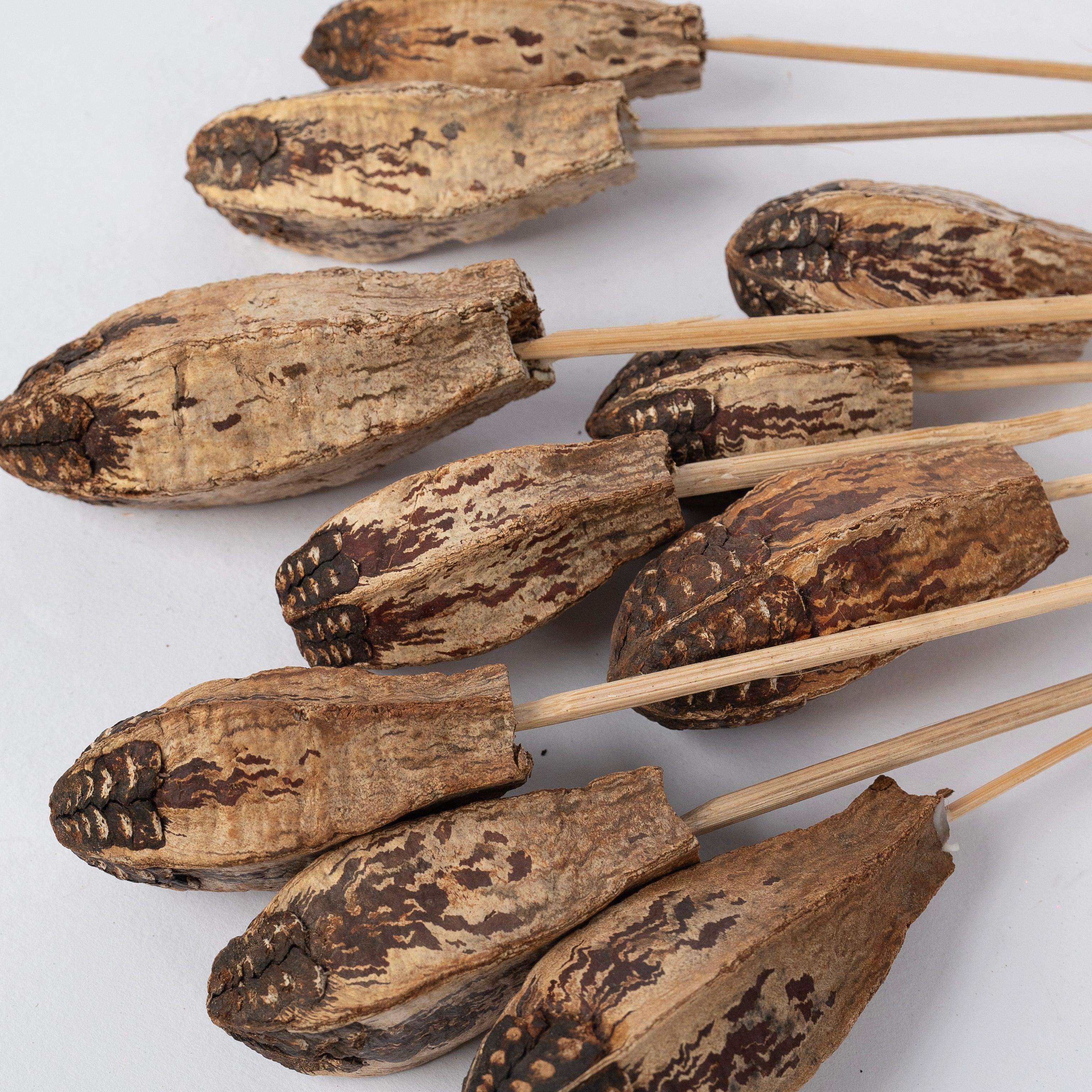Natural Dried Mahogany Pods | Vase Filler for Home Decor | Set of 10 Dried Mahogany Stems