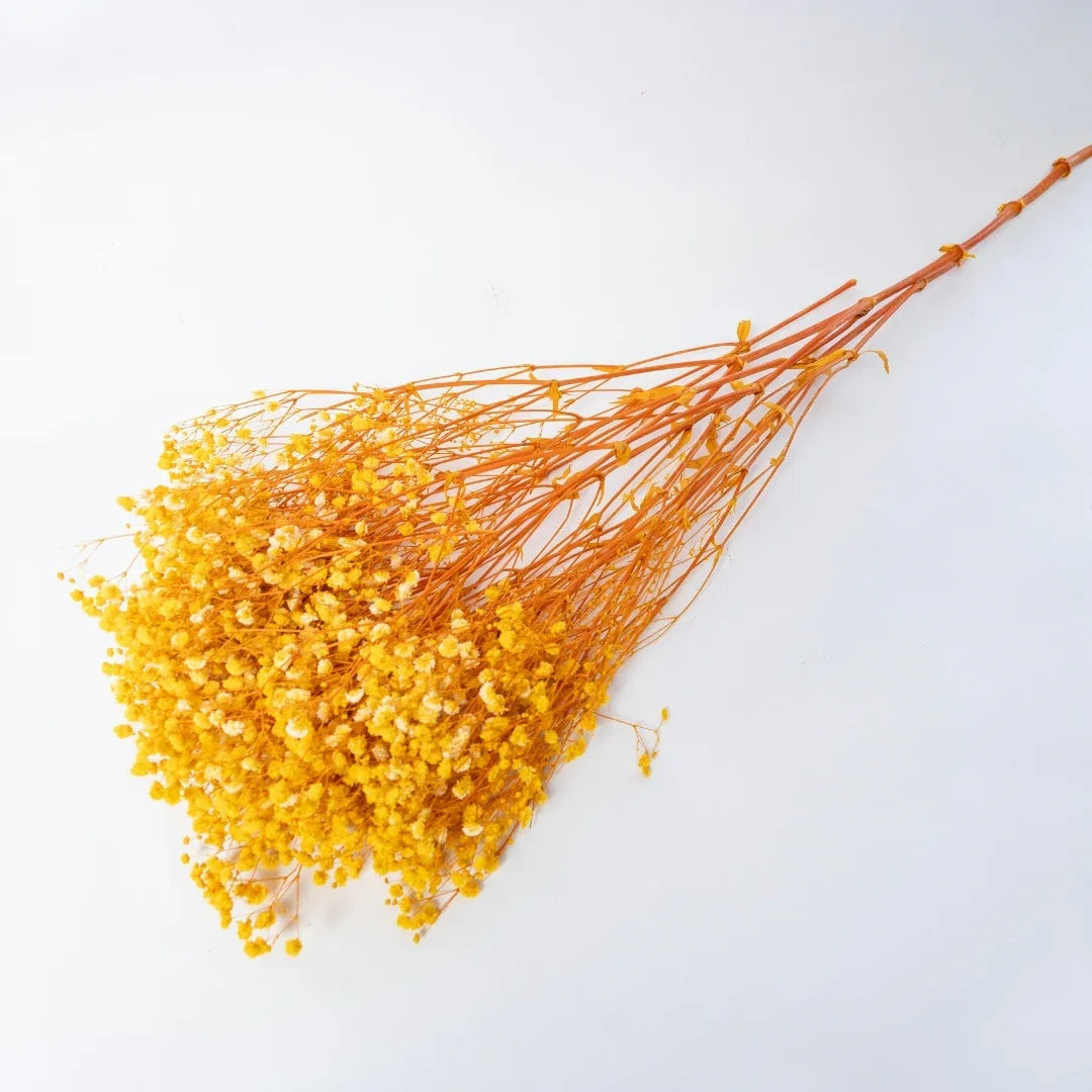 Preserved Baby's Breath