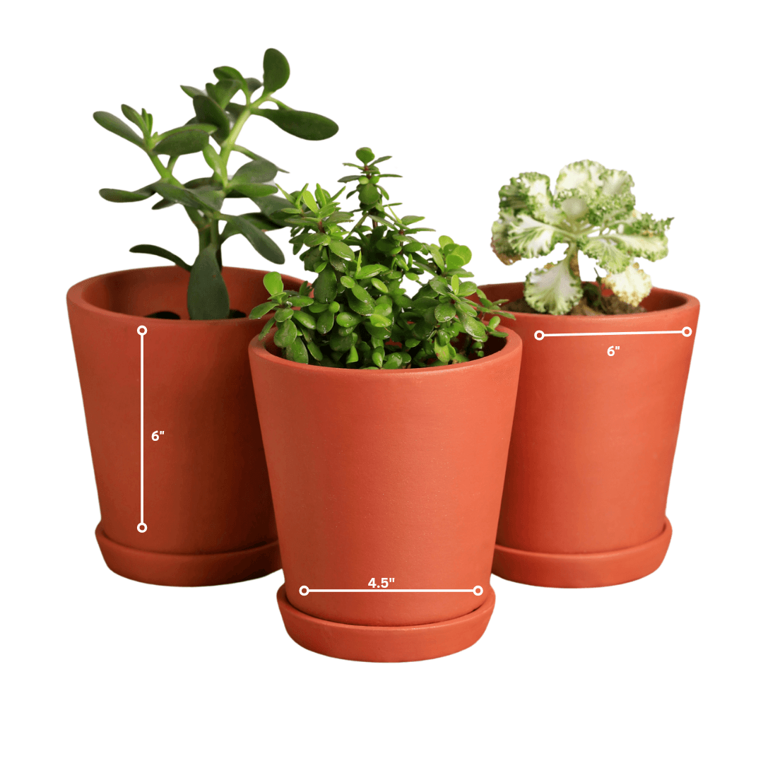 Cone Planter