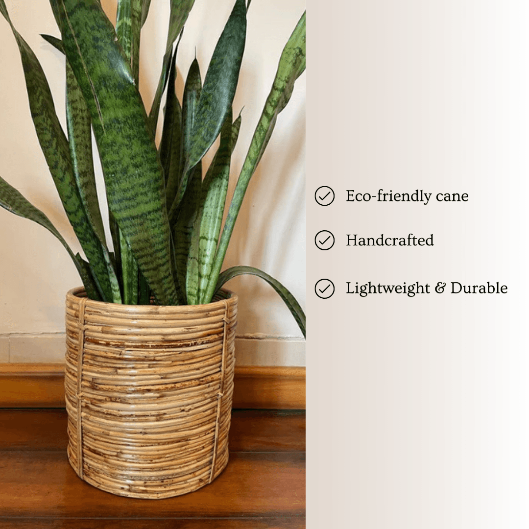 Handmade Planter Stand| Spiral Designer Cane Planter| Plant Pot for Living Room & Balcony- Pack of 1