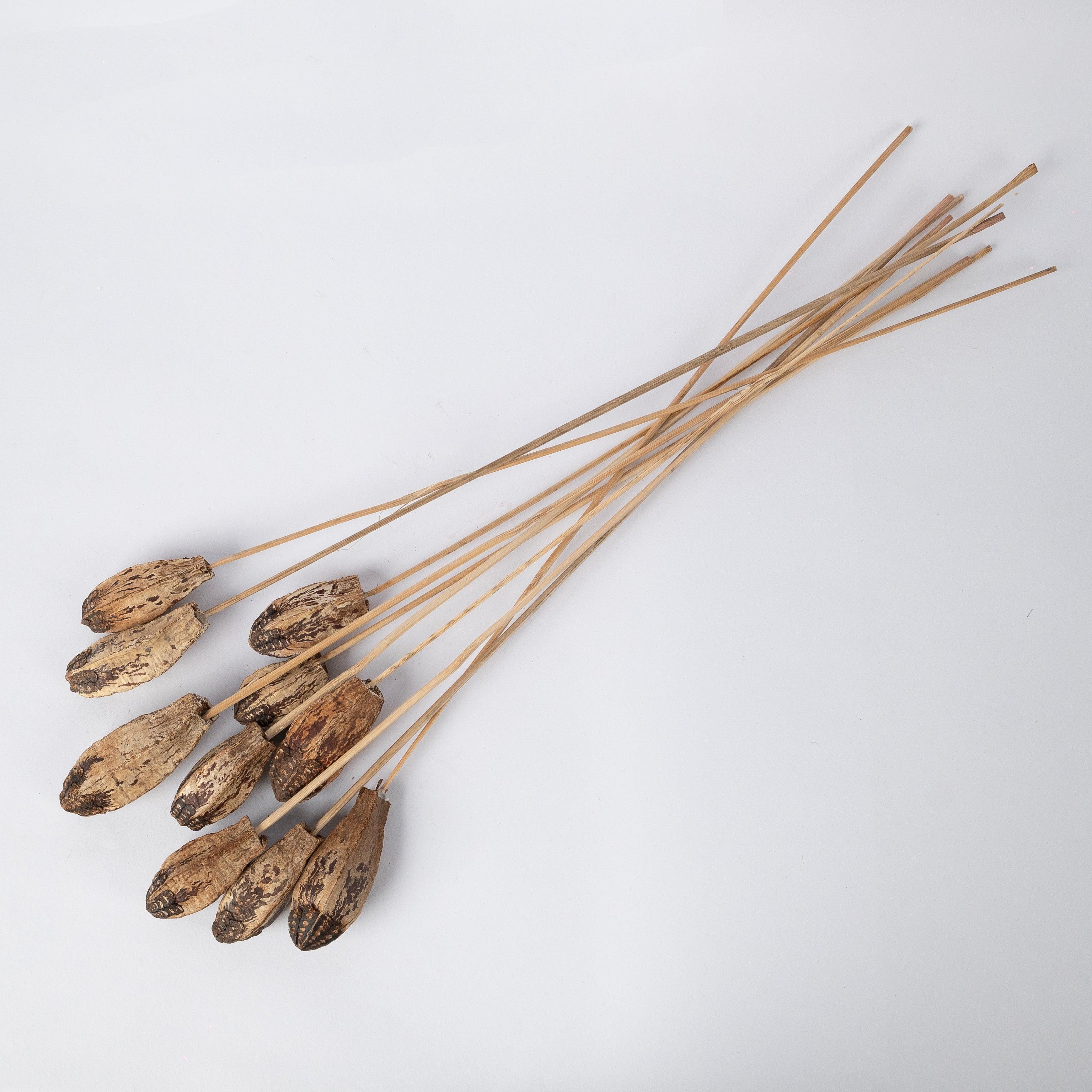 Natural Dried Mahogany Pods | Vase Filler for Home Decor | Set of 10 Dried Mahogany Stems