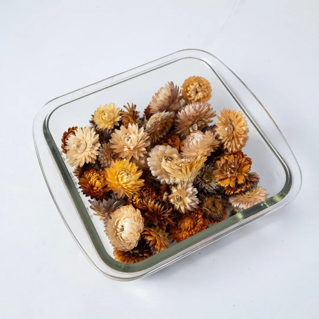 Straw Flowers | Multicolor