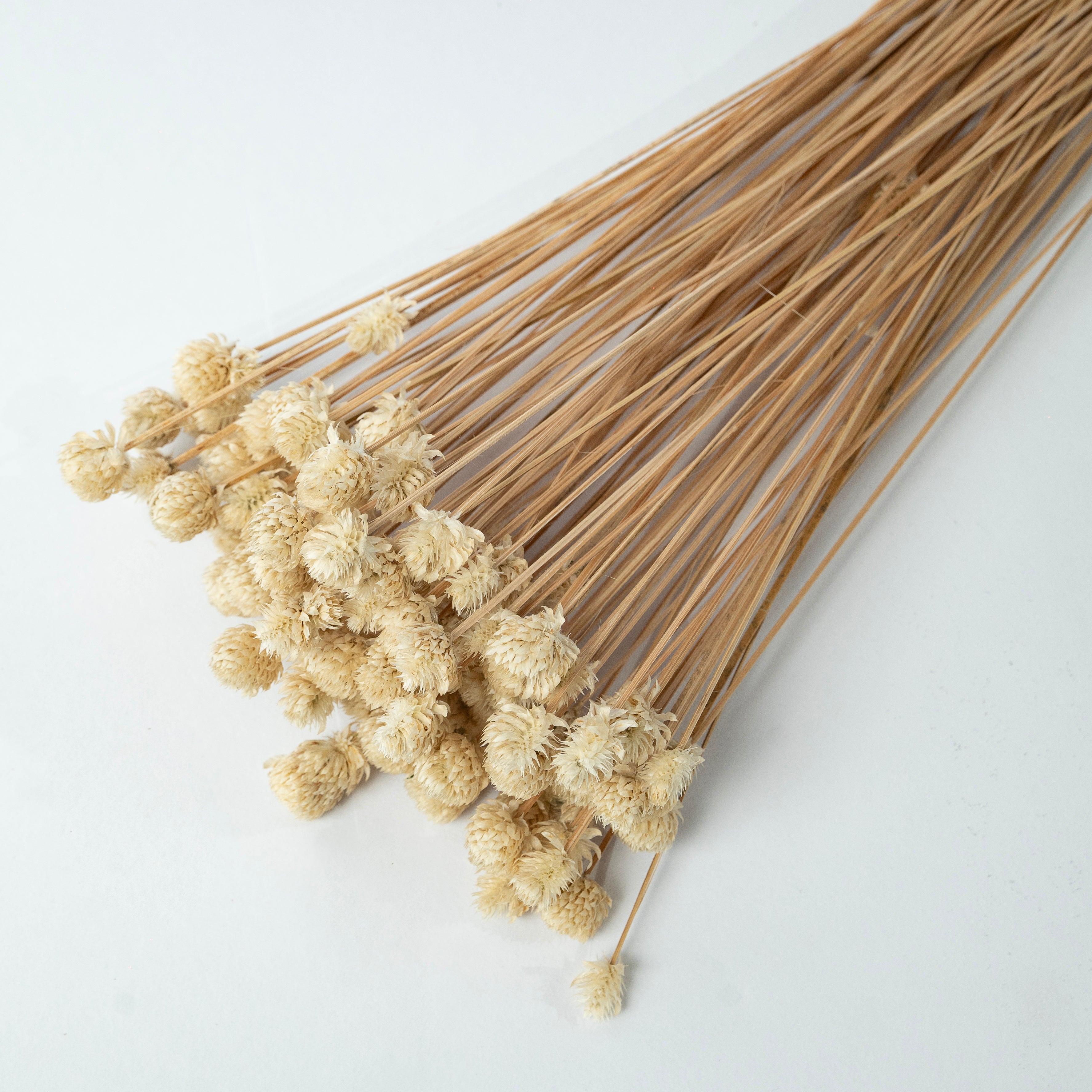 Natural Gomphrena Dried Flower | White