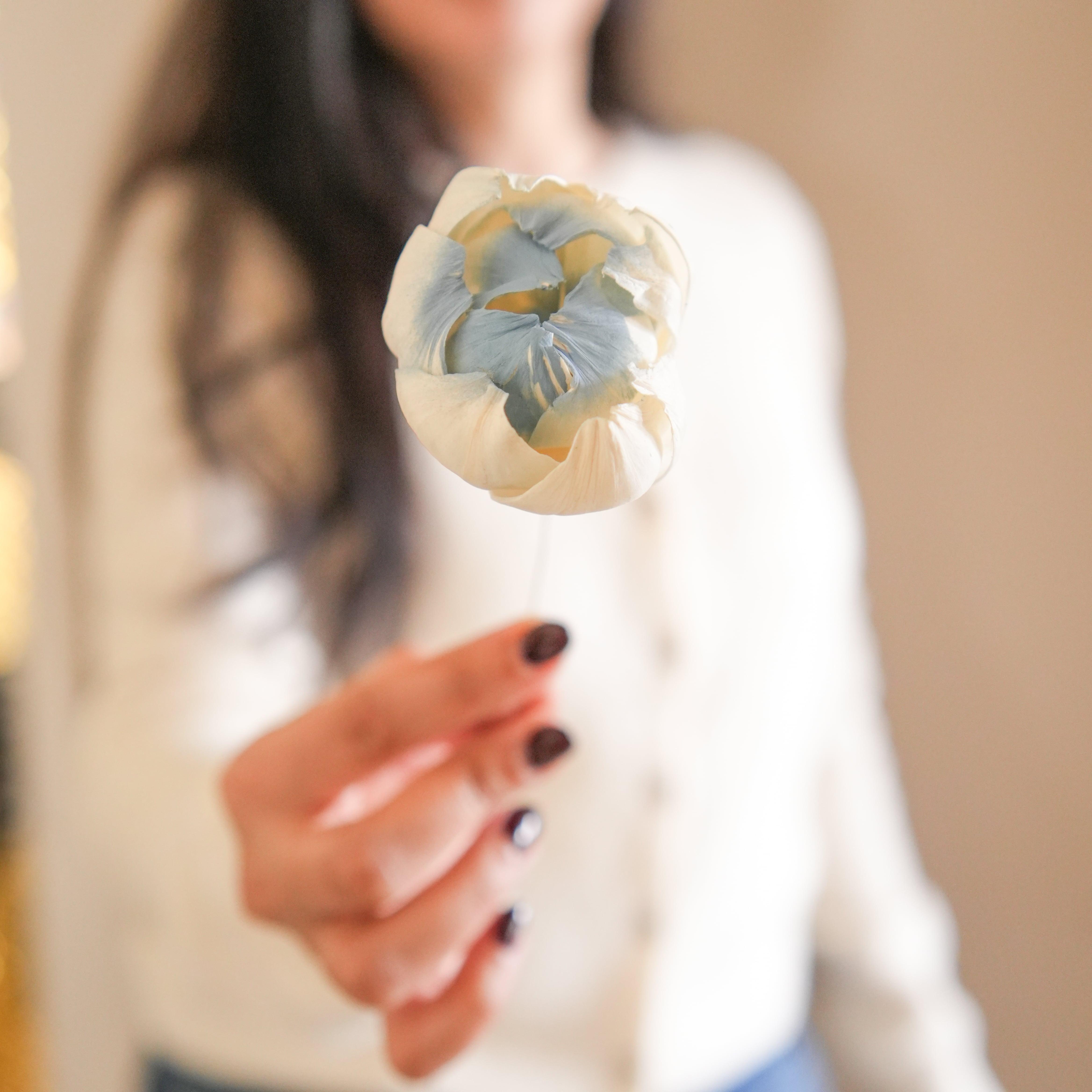 Dual Shade Sola Peony