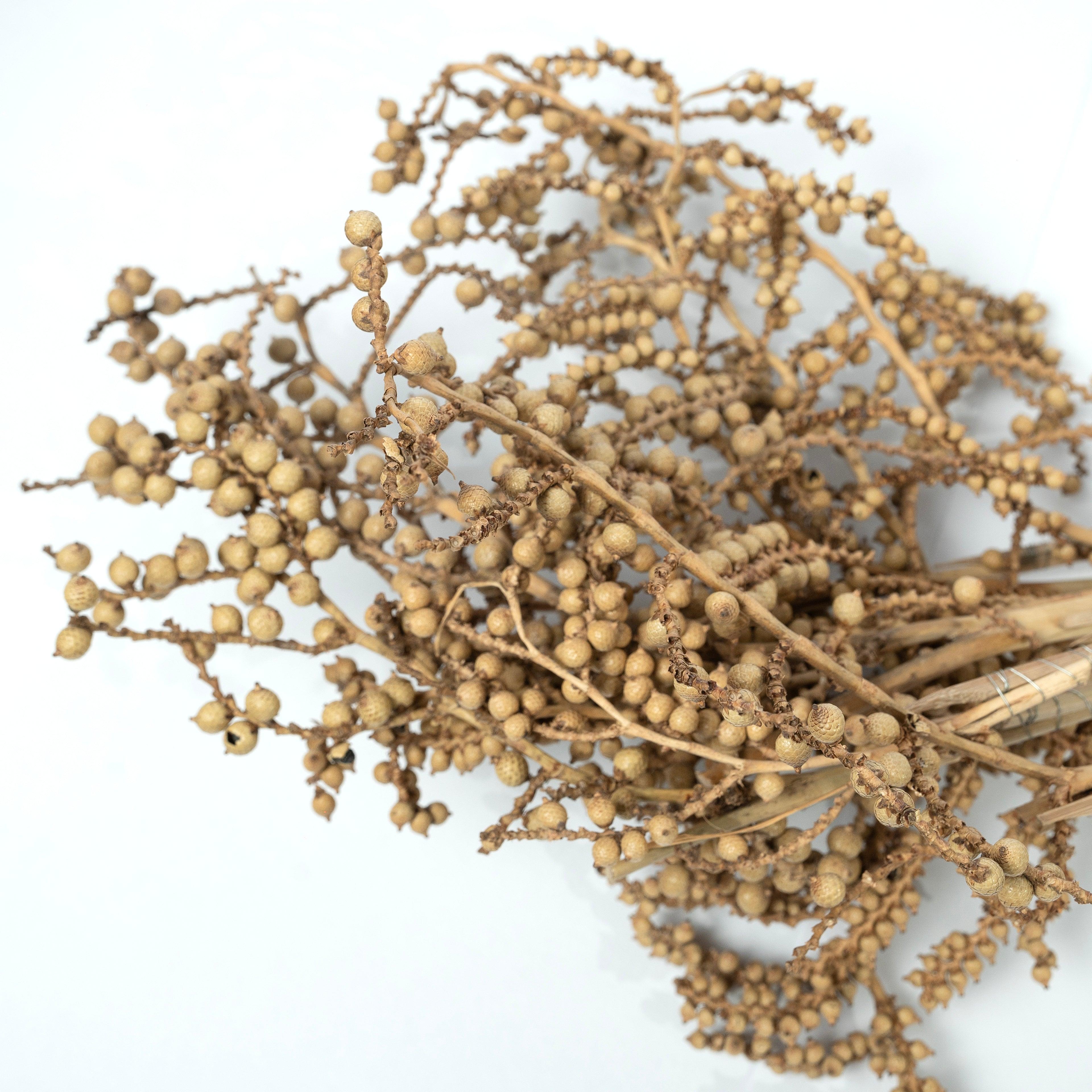 Natural Living Dried Canella Sticks | Home Decor Floral Arrangements Set of 10 Dried Sticks