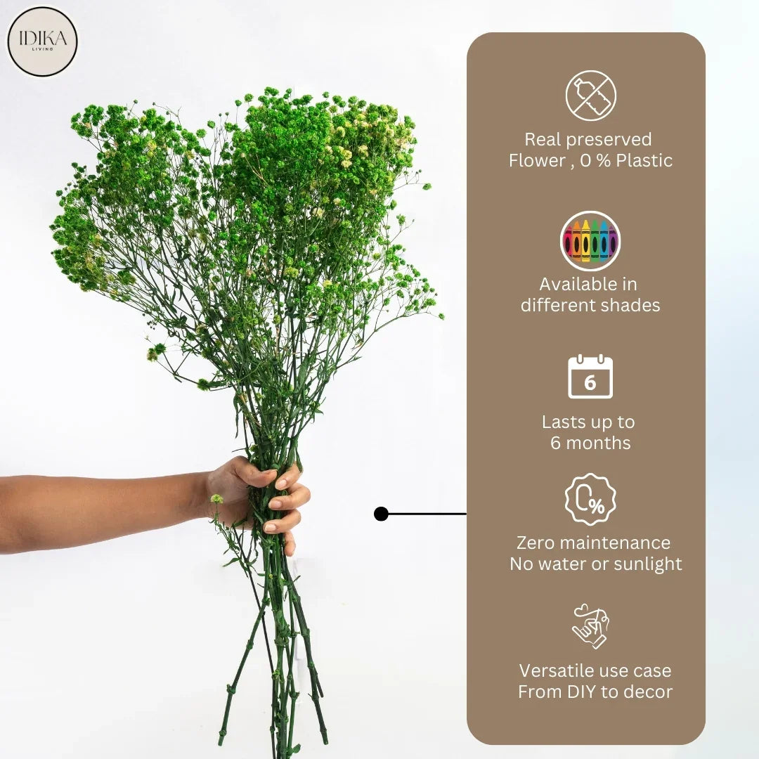 Preserved Baby's Breath