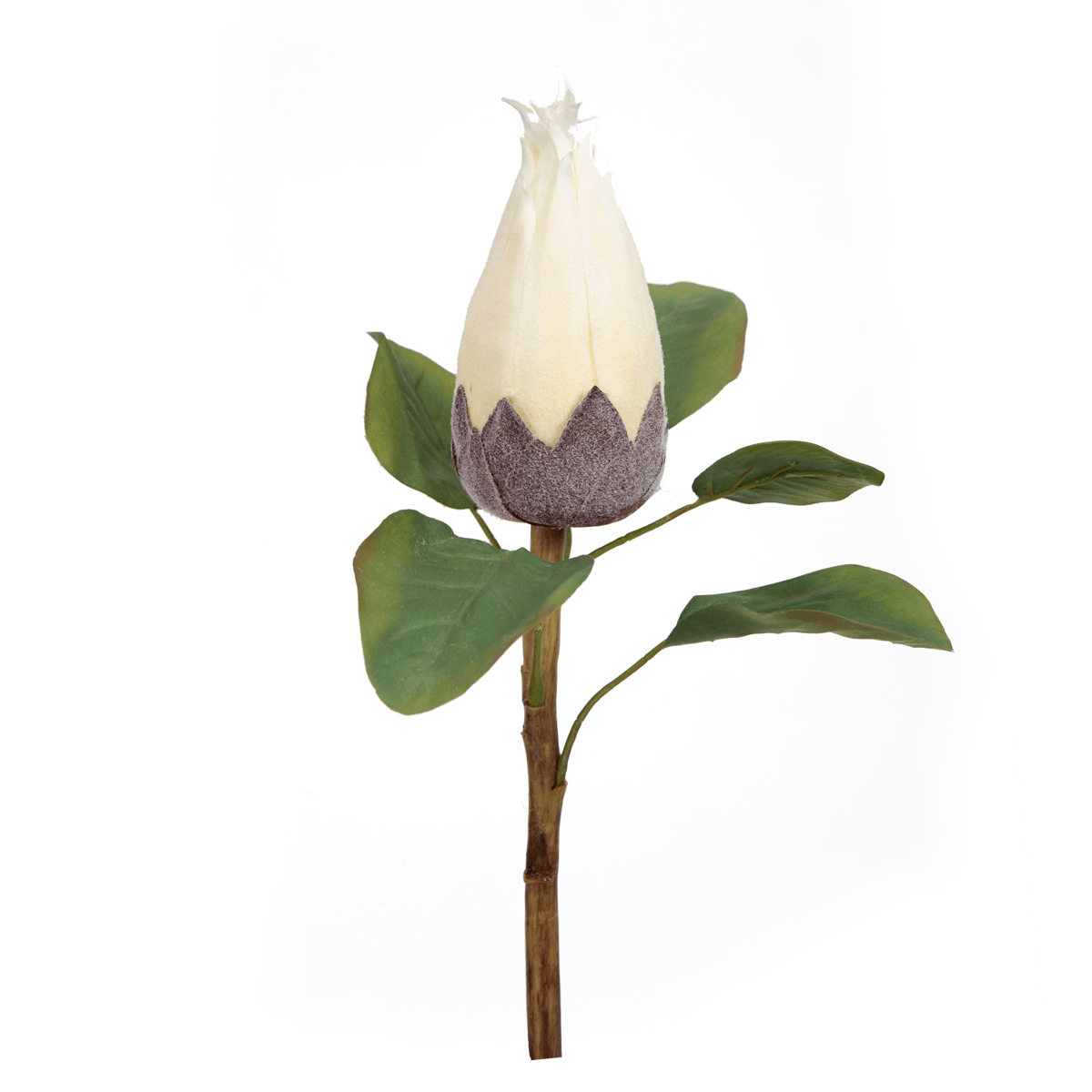 Protea Flower Bud