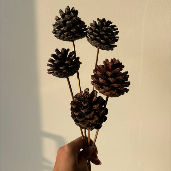 Pine Cone - Natural | Set of 5 sticks