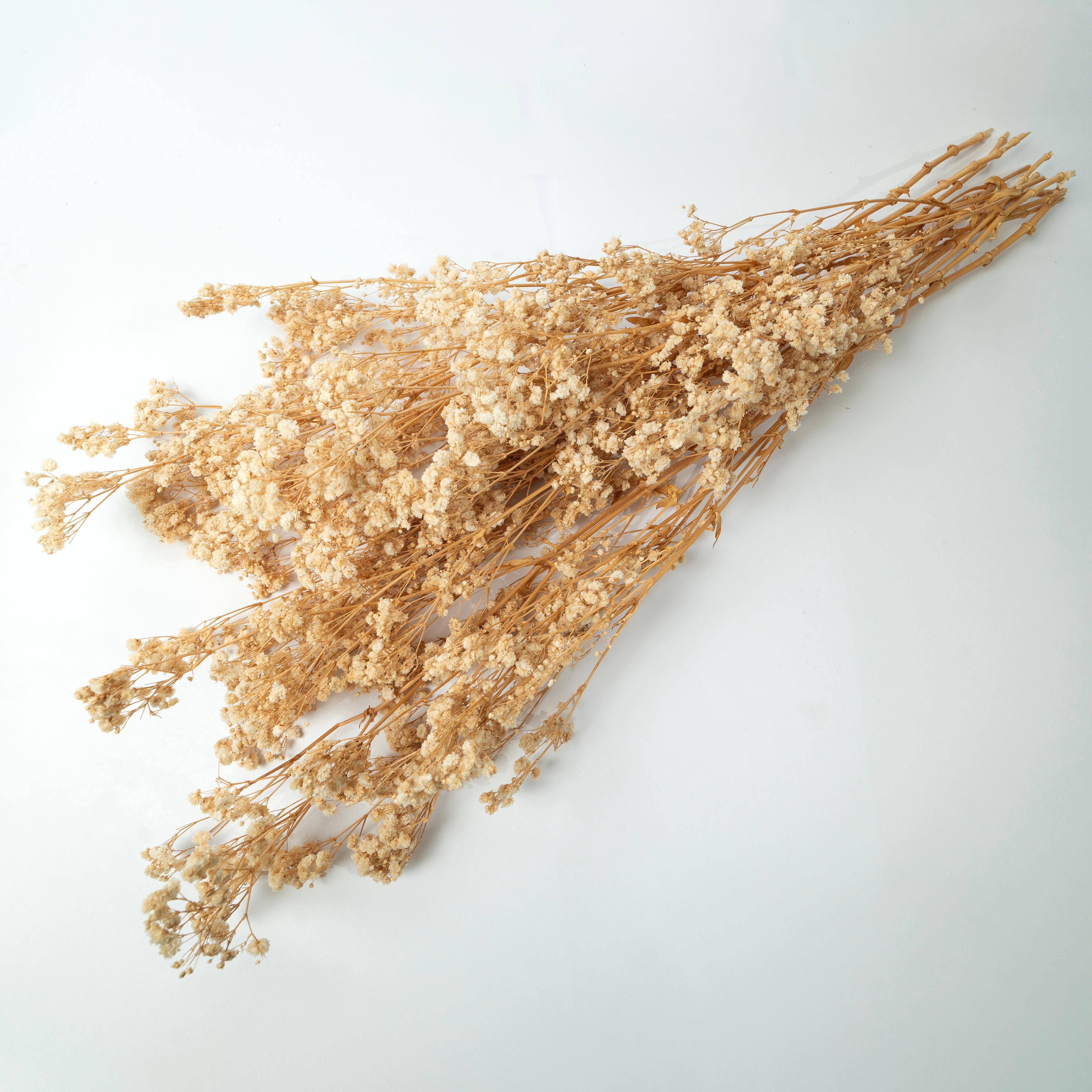 Preserved Baby's Breath-Natural