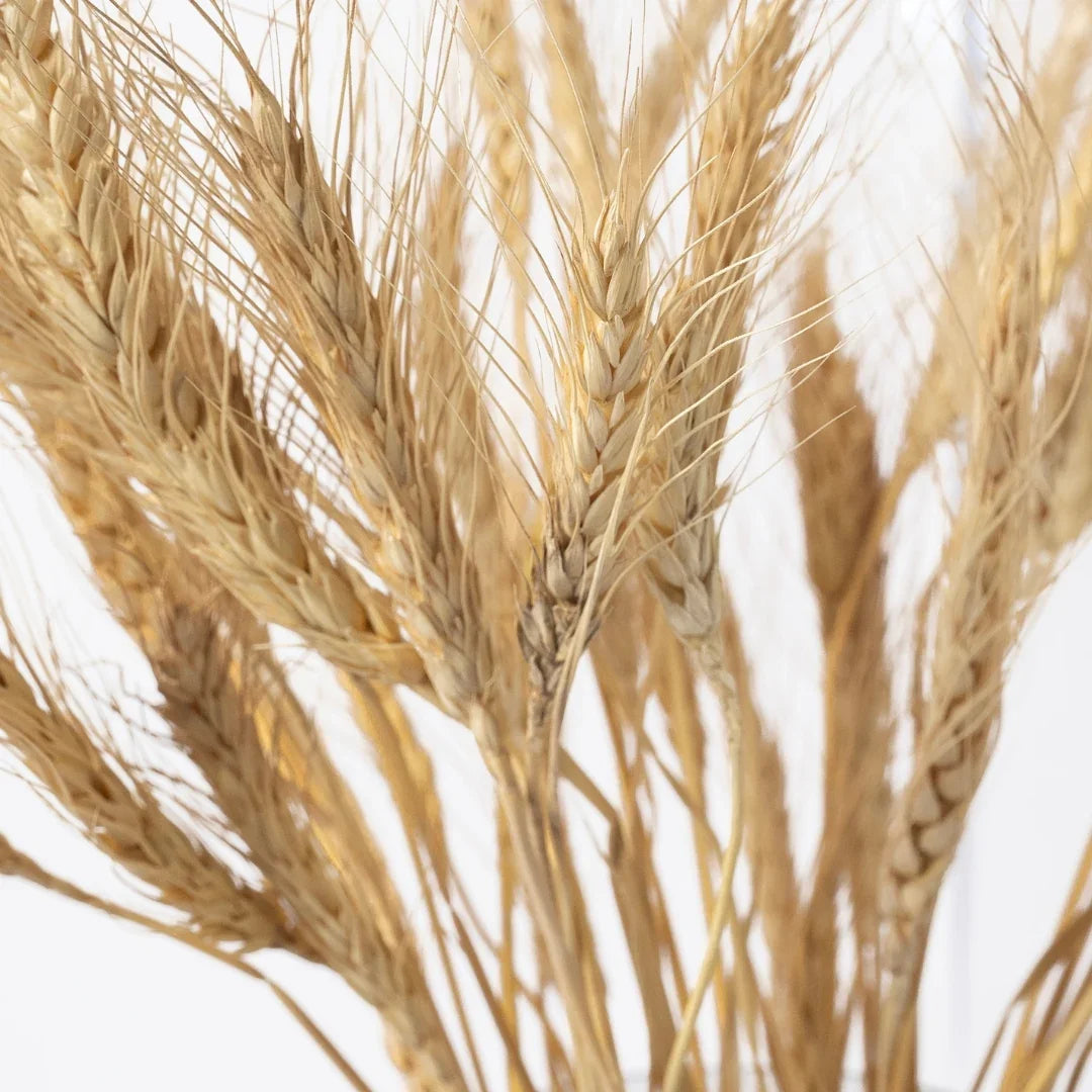 Wheat Grass | Natural