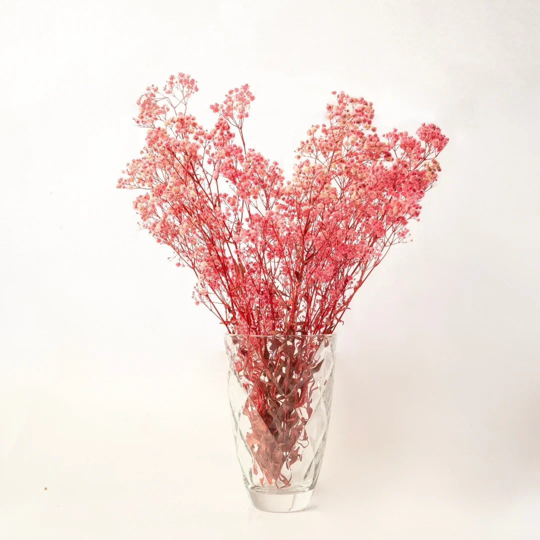 Preserved Baby's Breath