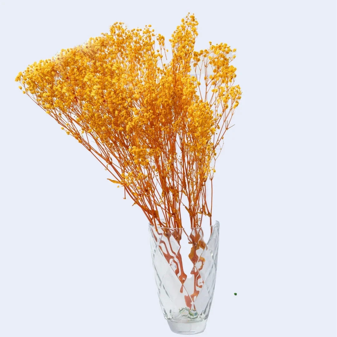 Preserved Baby's Breath