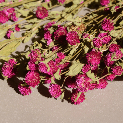 Gomphrena Dried Flower