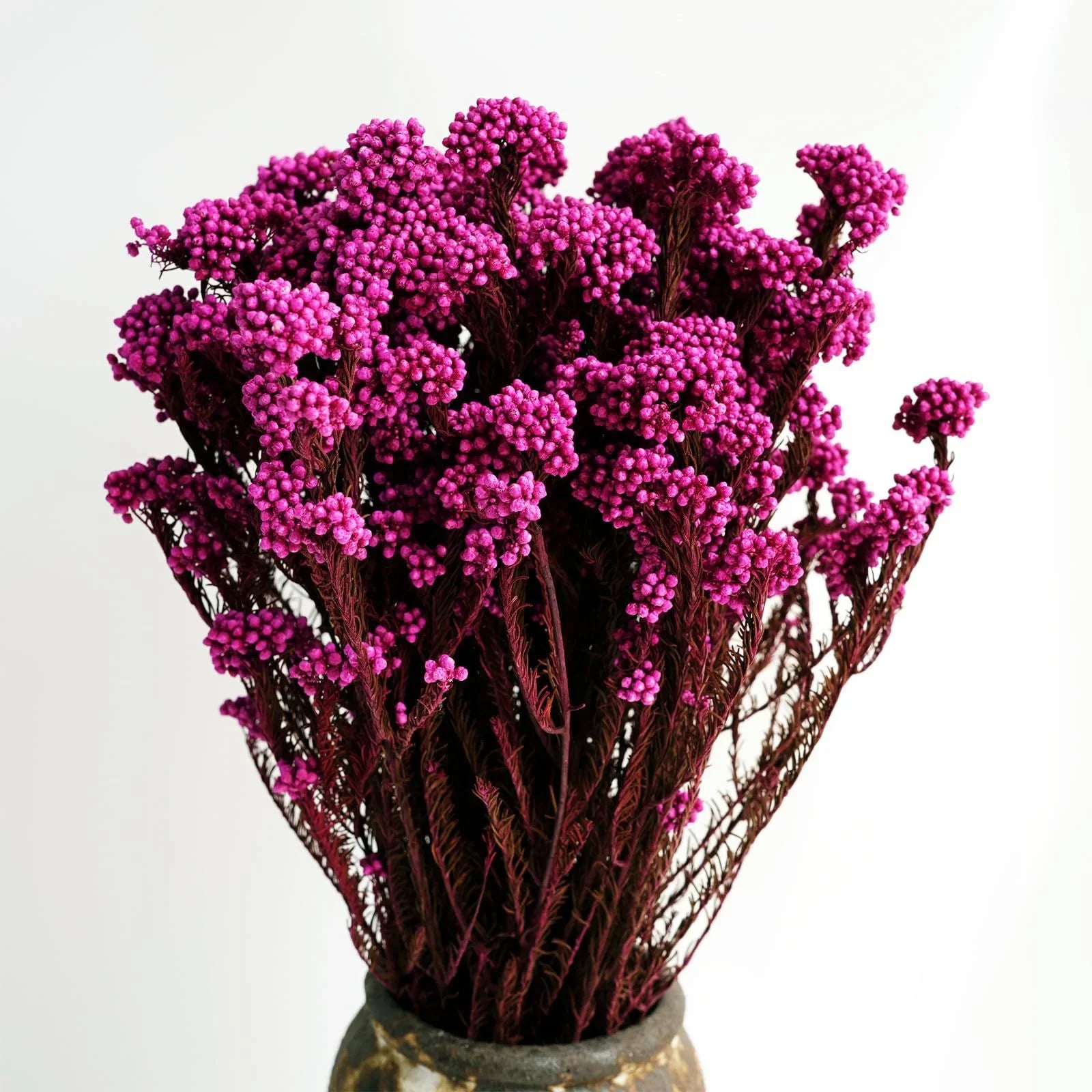 Rice flower