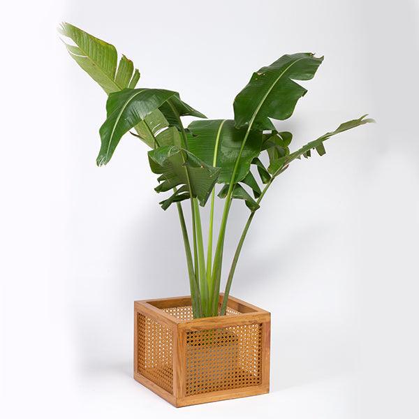 Square Cane Box