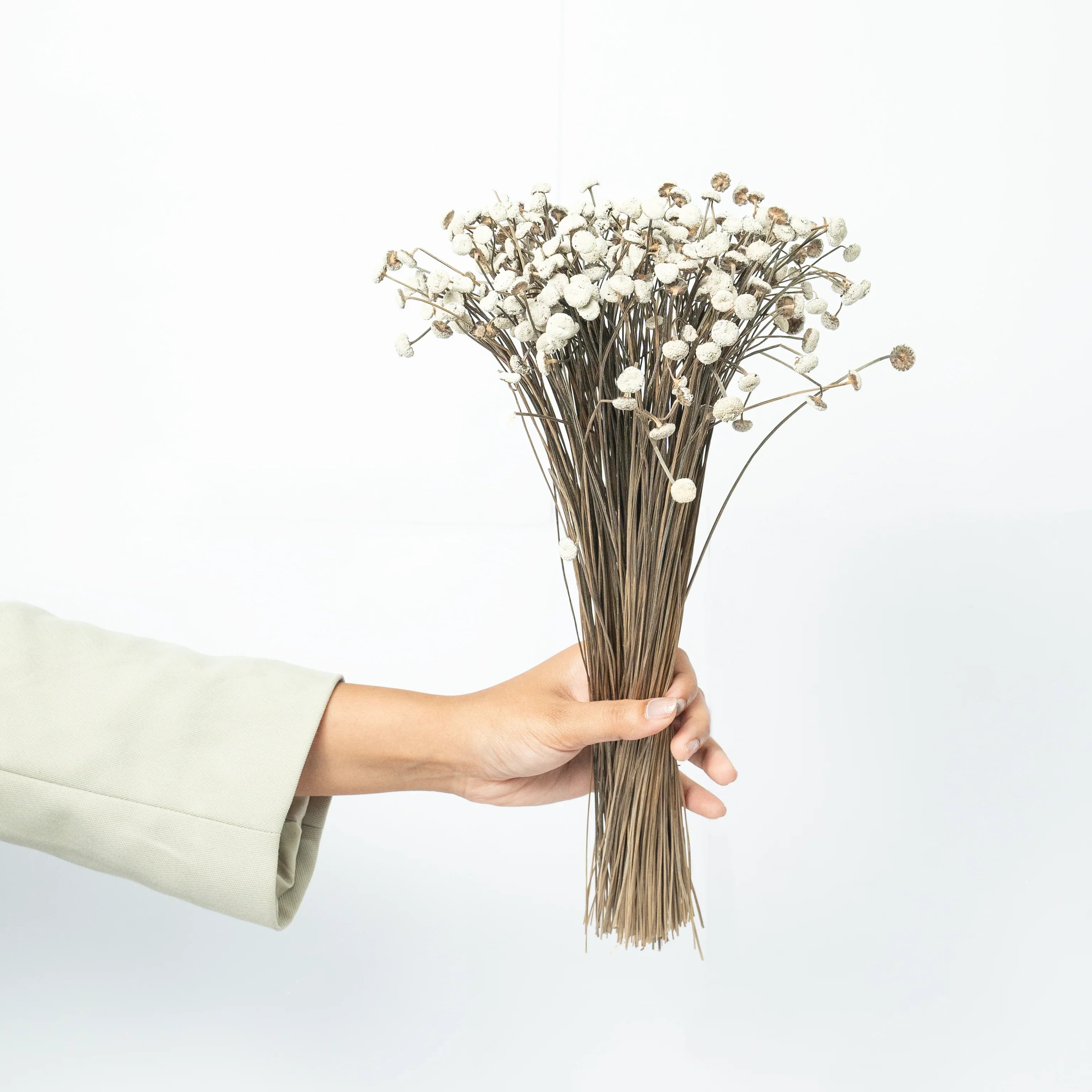 Buttercups - White | Set of 50 sticks