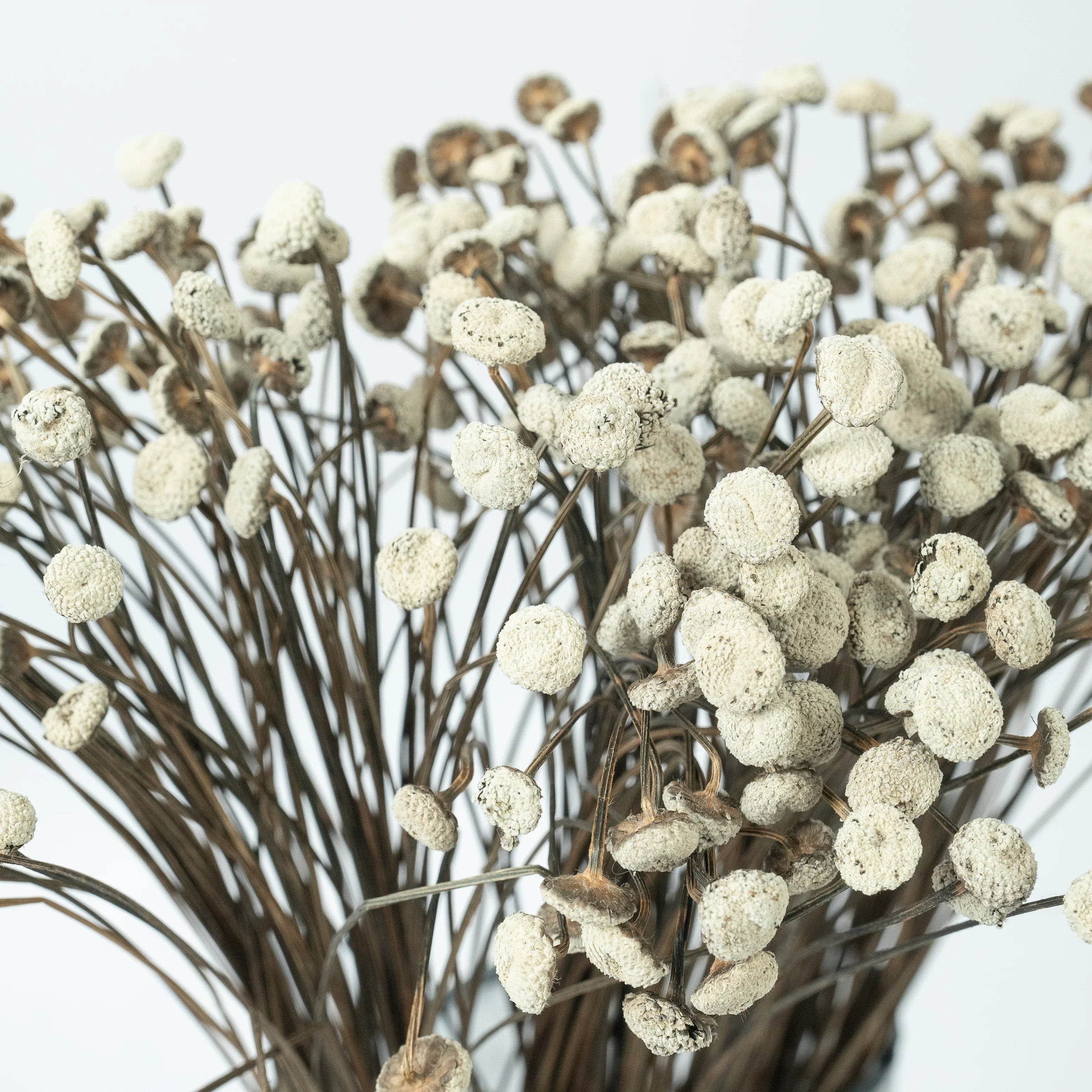 Buttercups - White | Set of 50 sticks