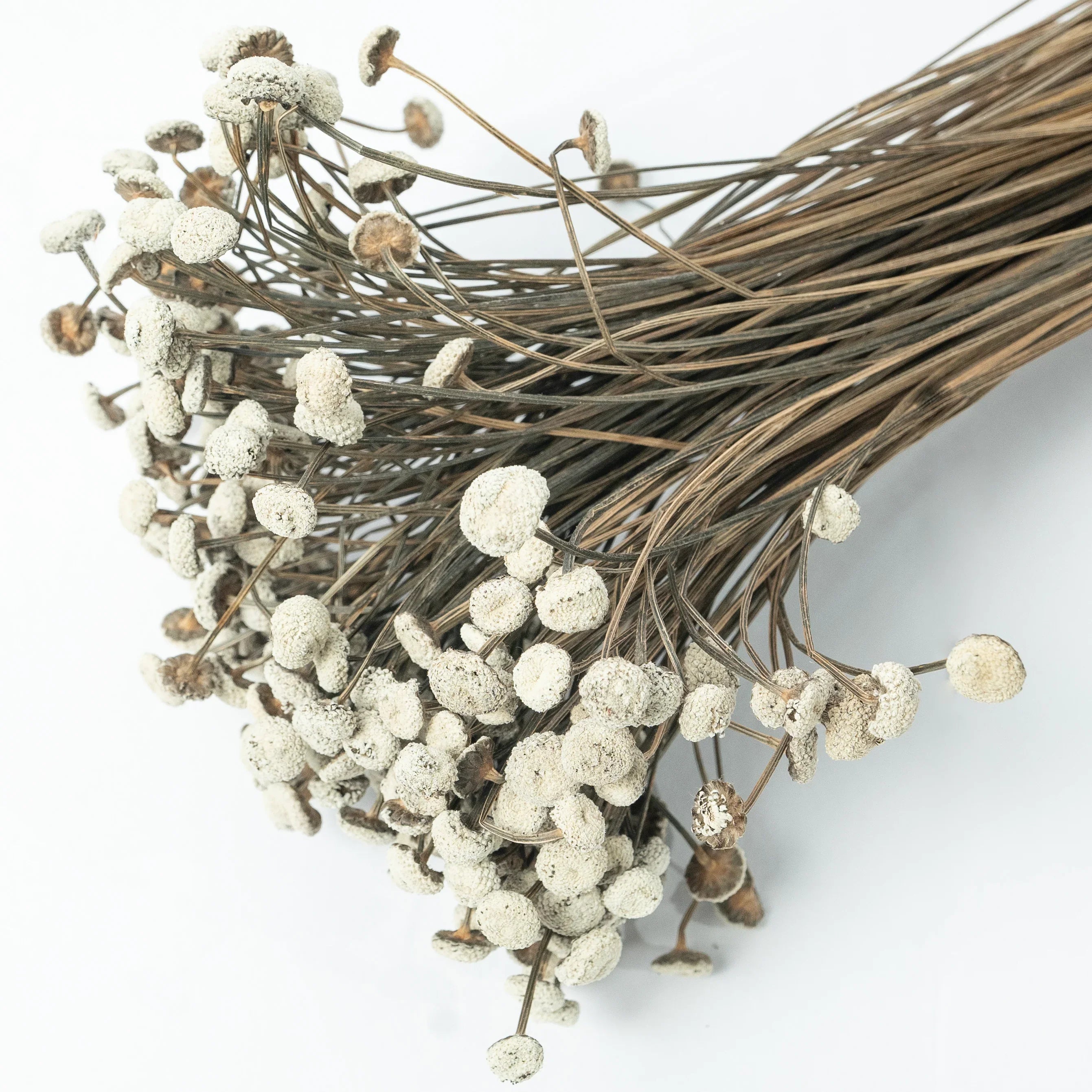 Buttercups - White | Set of 50 sticks