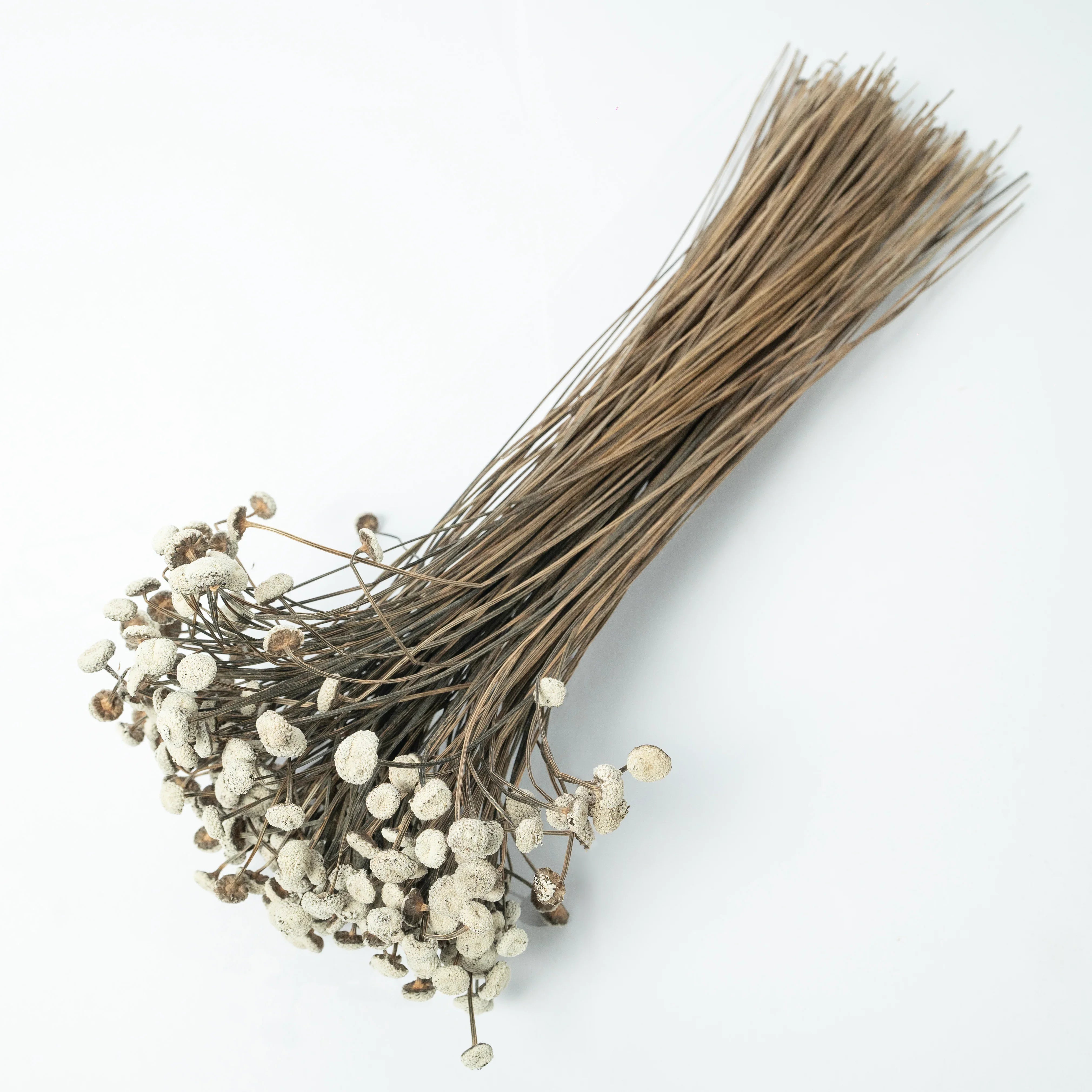 Buttercups - White | Set of 50 sticks