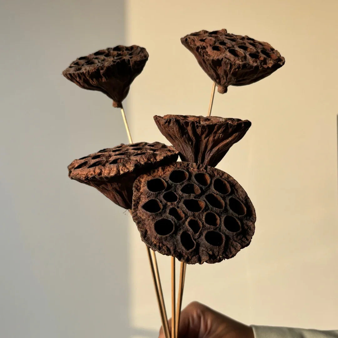 Lotus Pod - Natural | Set of 5 Sticks