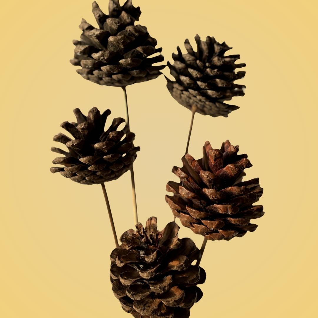Pine Cone - Natural | Set of 5 sticks