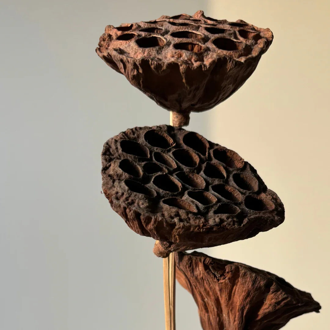 Lotus Pod - Natural | Set of 5 Sticks