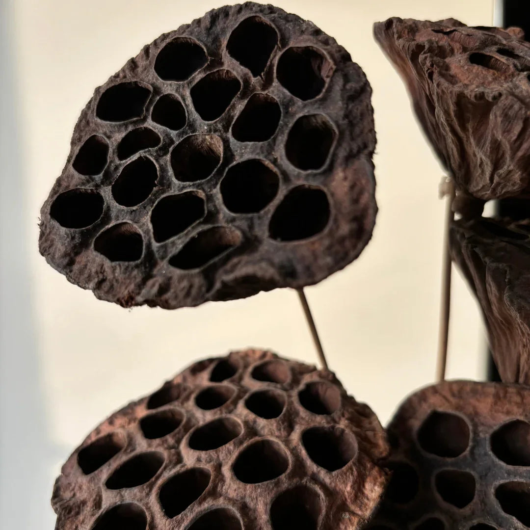 Lotus Pod - Natural | Set of 5 Sticks