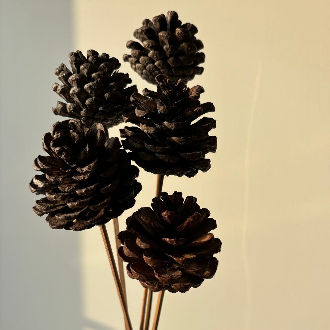 Pine Cone - Natural | Set of 5 sticks