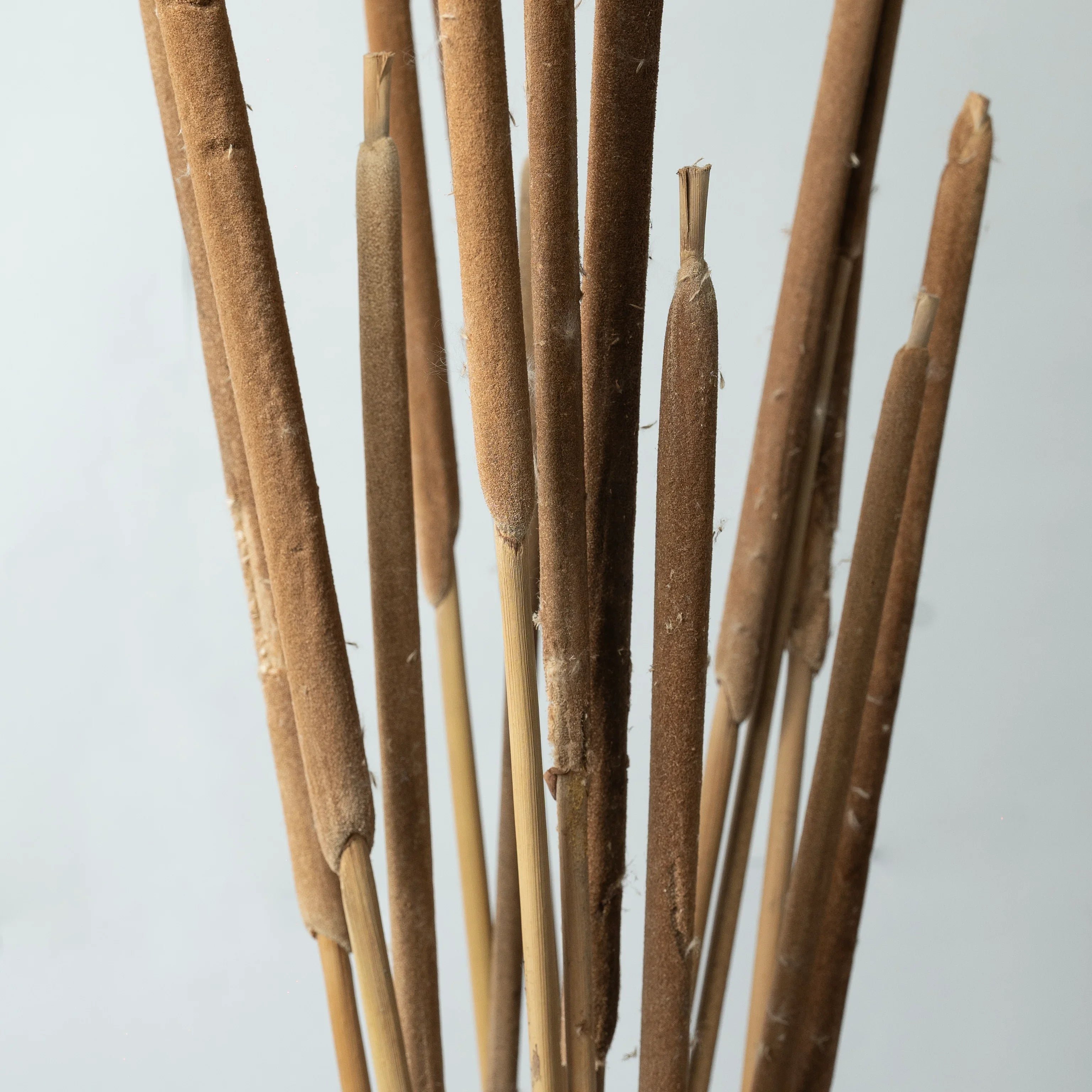 Cattail - Natural | Set of 5 Sticks