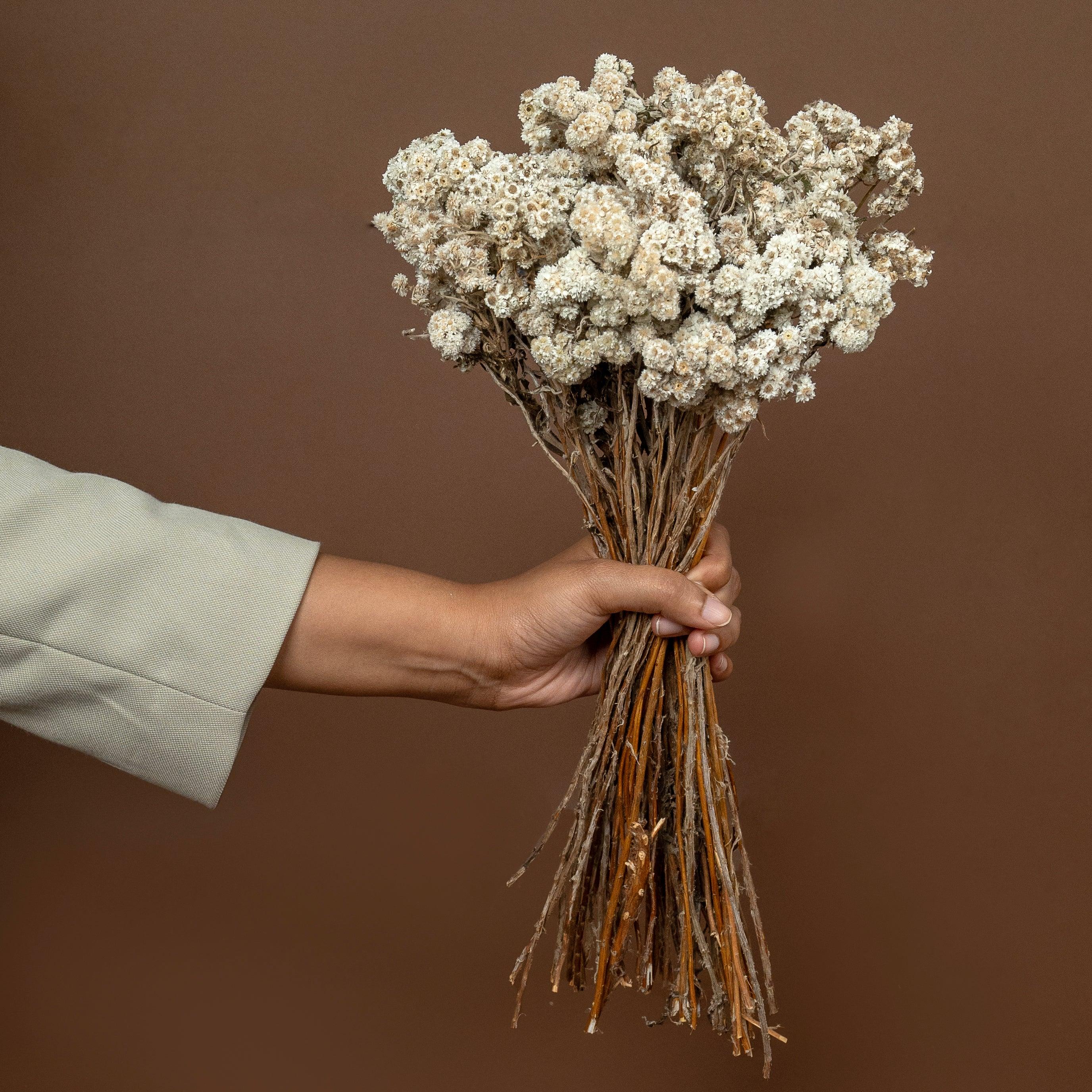 Daisy Dried flower | White | Set of 50 sticks
