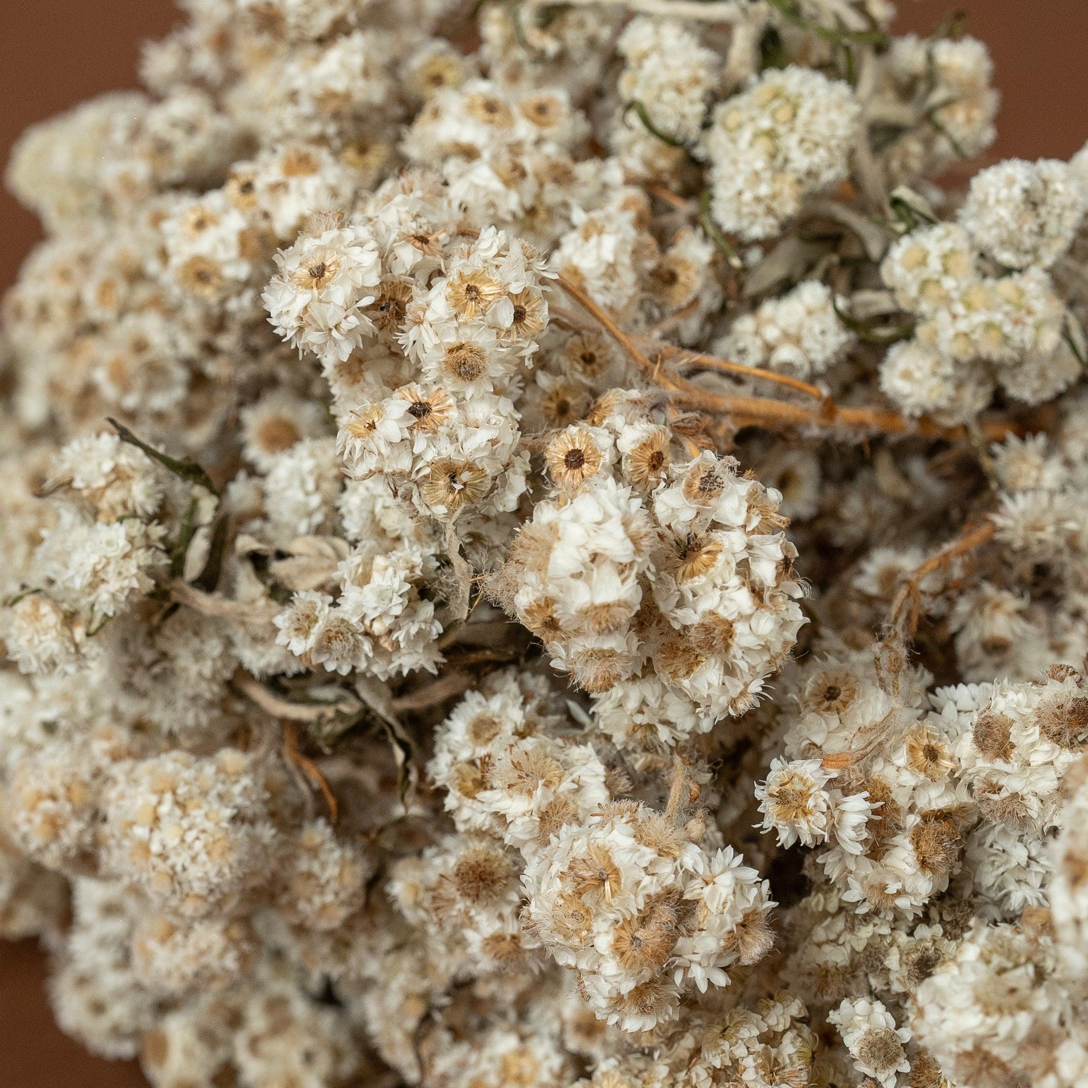 Daisy Dried flower | White | Set of 50 sticks