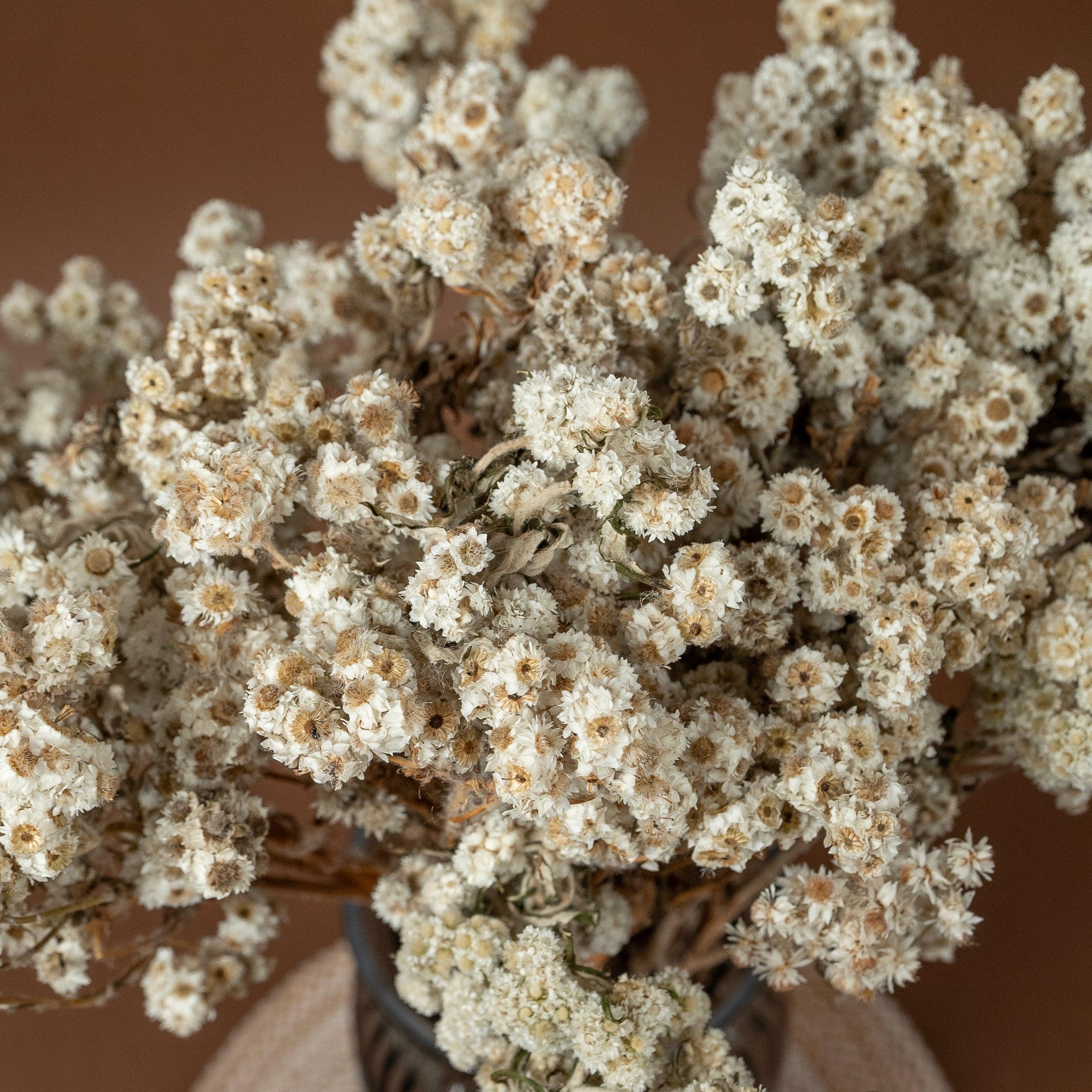 Daisy Dried flower | White | Set of 50 sticks