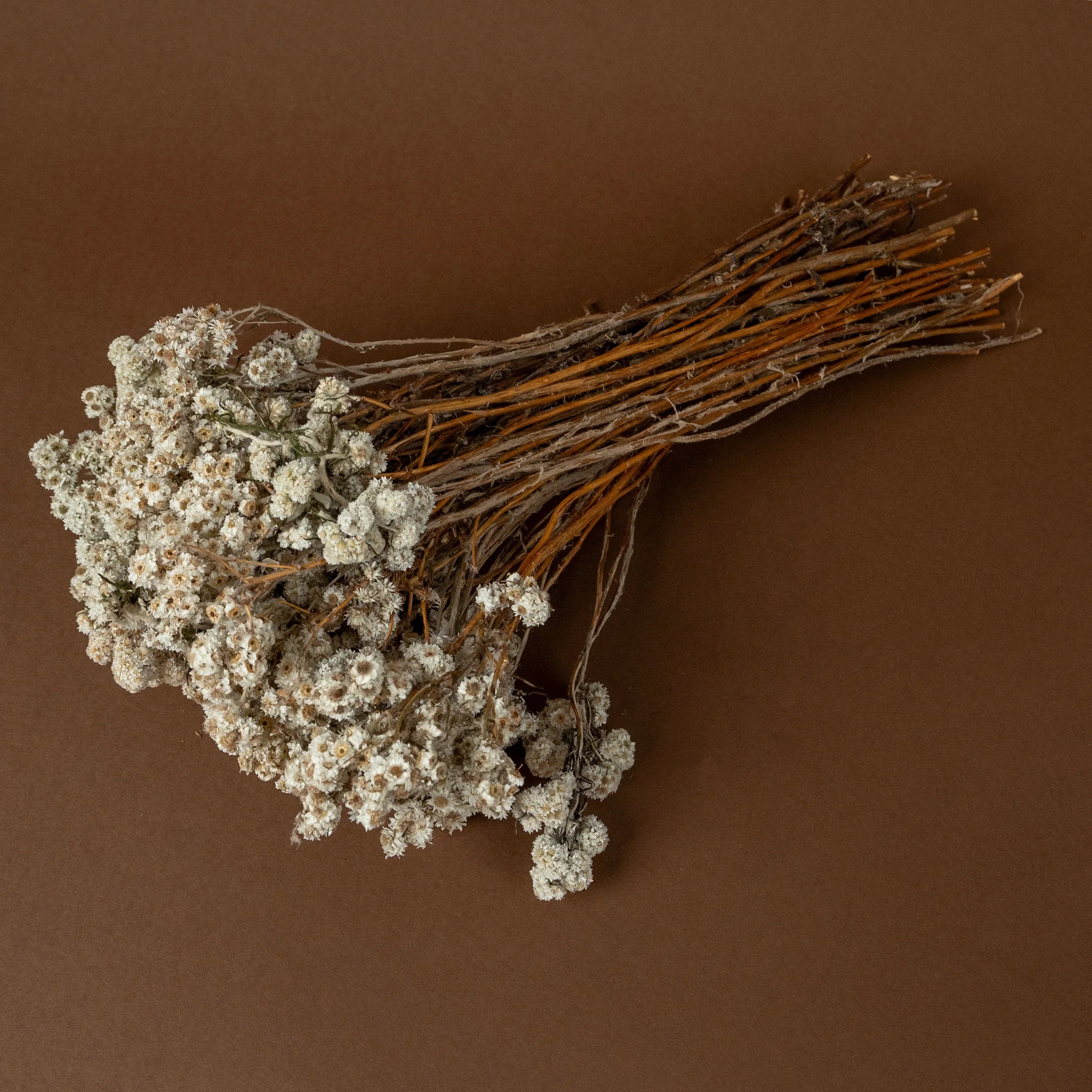 Daisy Dried flower | White | Set of 50 sticks
