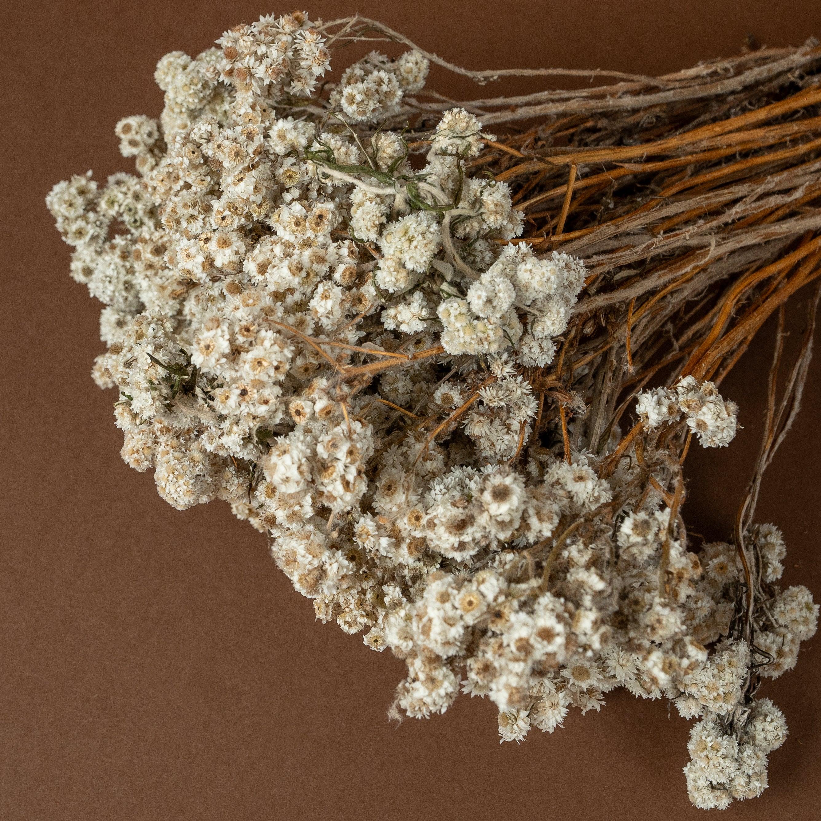 Daisy Dried flower | White | Set of 50 sticks