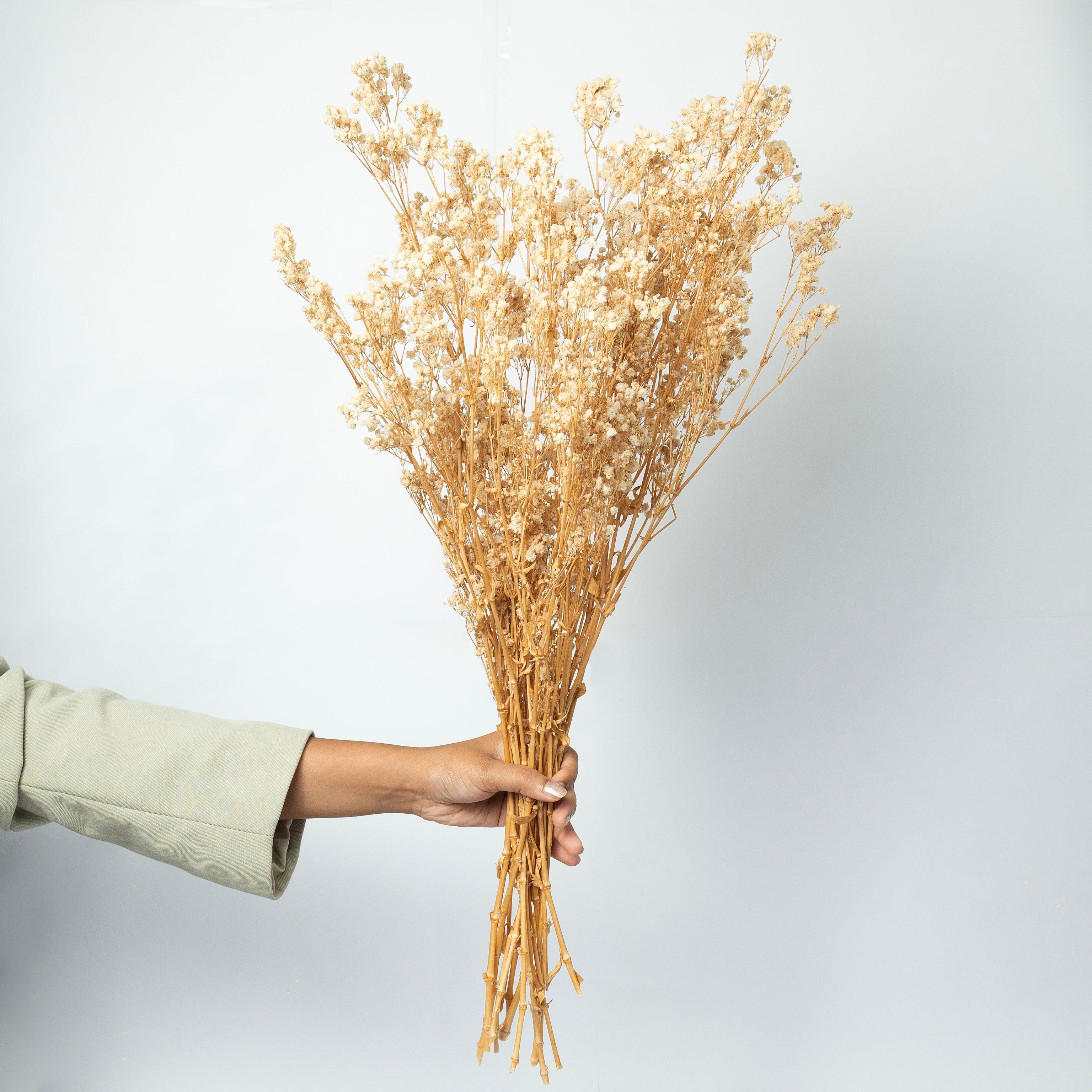 Preserved Baby's Breath-Natural