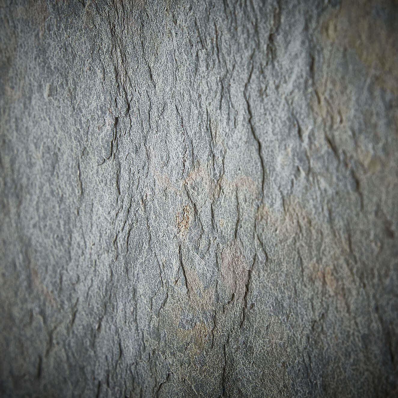 Jarrah Display | Acacia Wood, Iron Legs