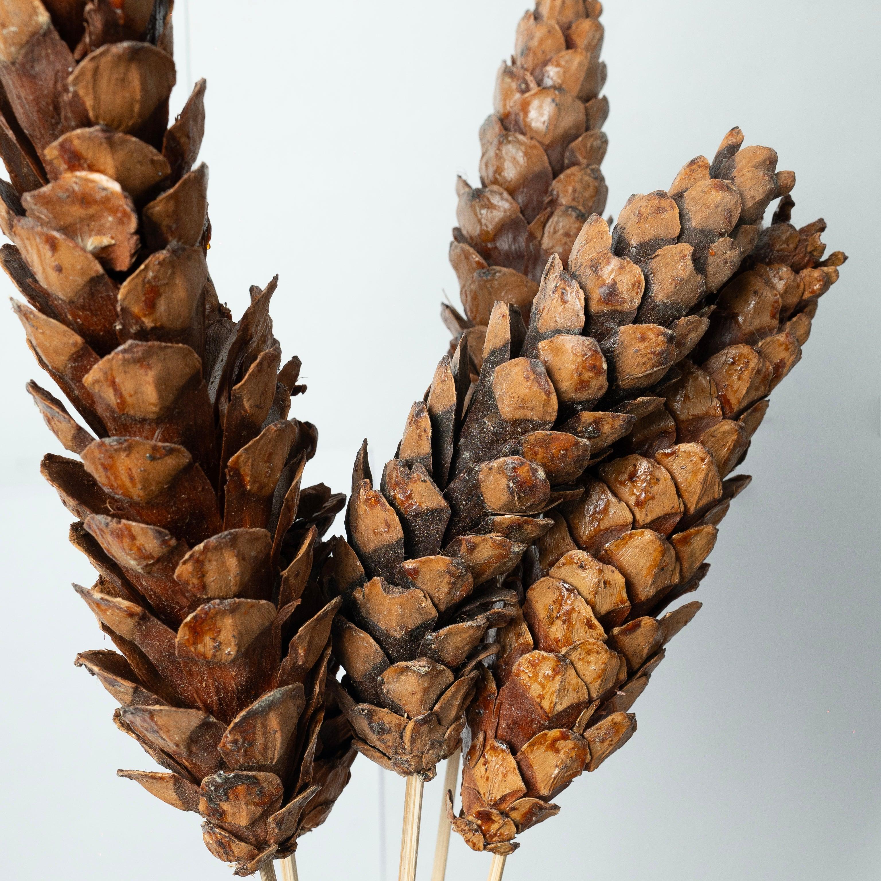 Dried Strobus | Natural