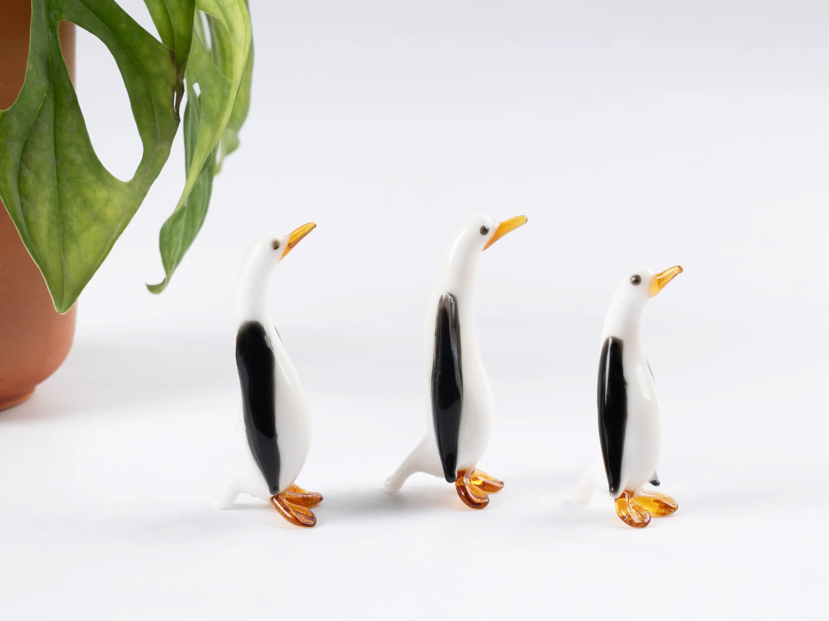 Glass Penguin