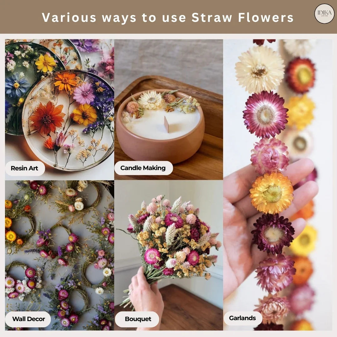 Straw Flowers | Multicolor