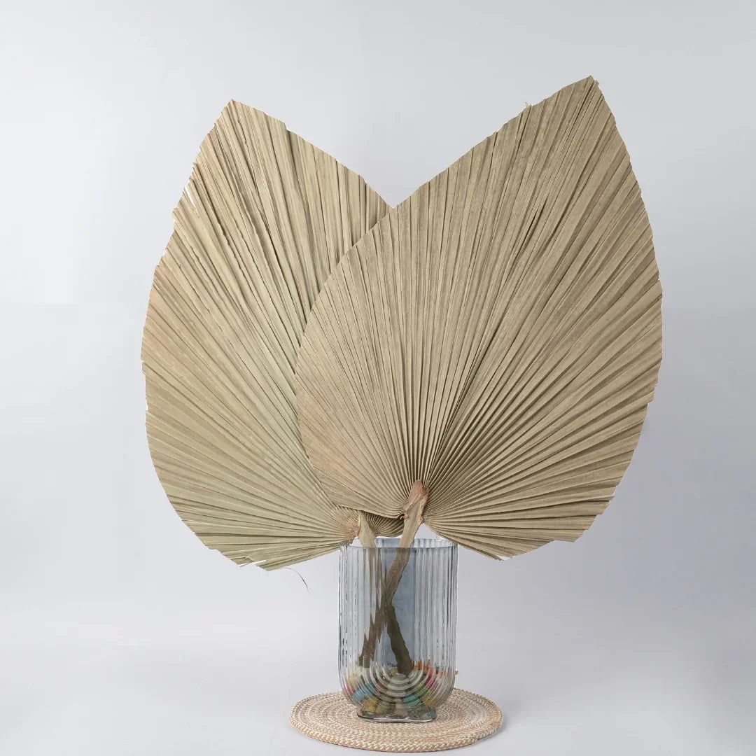 Jumbo Spear Palm | Natural