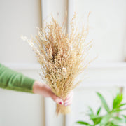 Star Grass | Natural | Dried flower