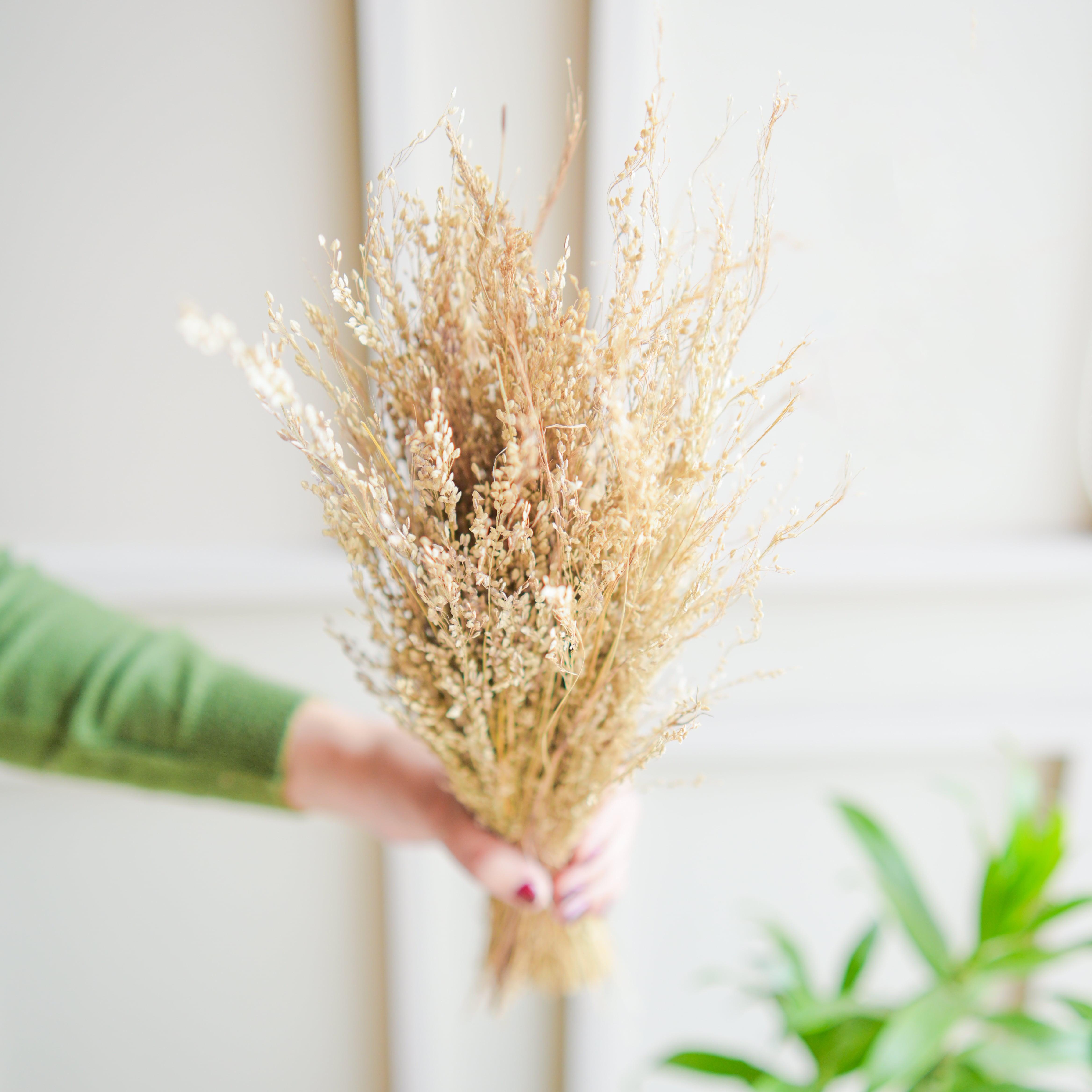 Star Grass | Natural | Dried flower