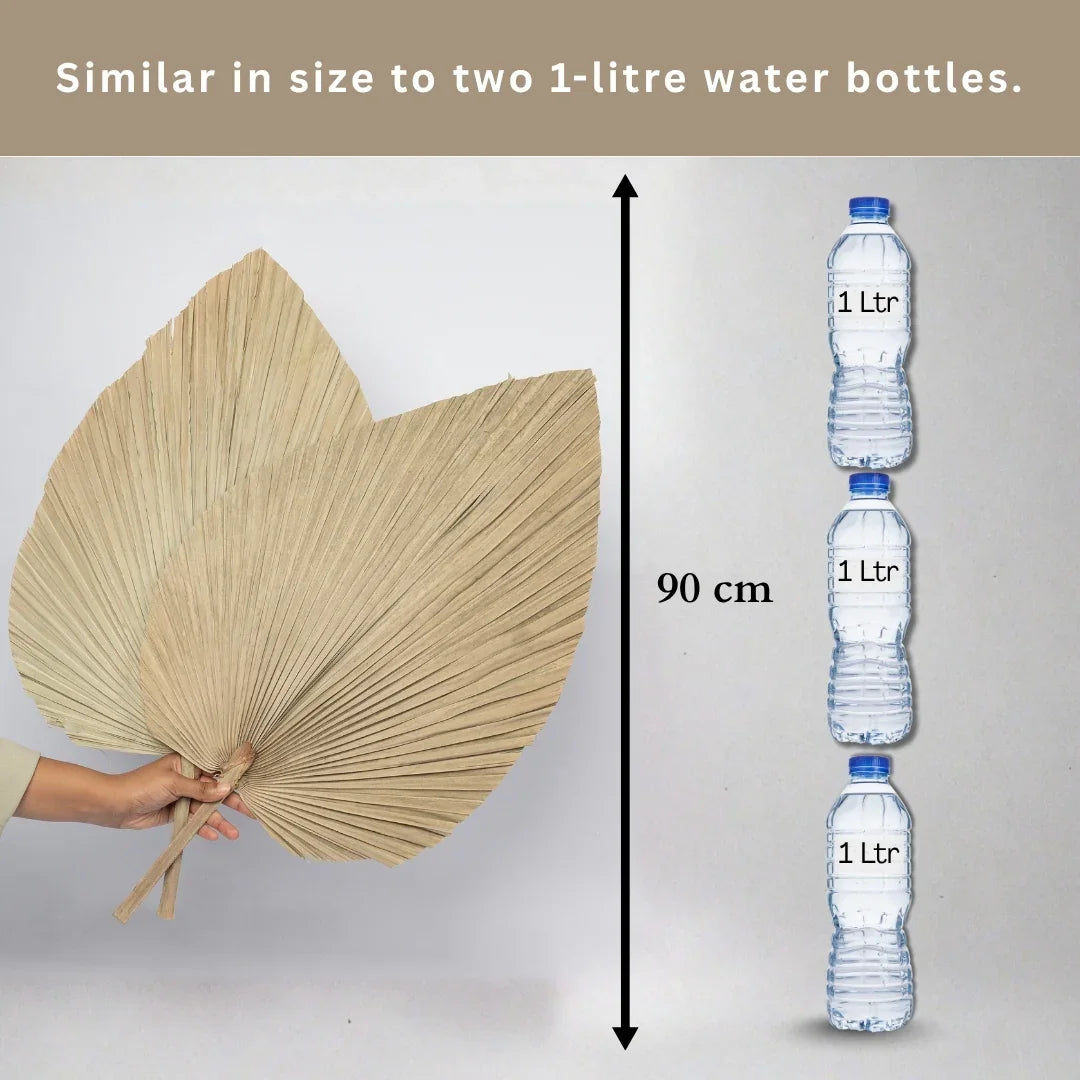 Jumbo Spear Palm | Natural